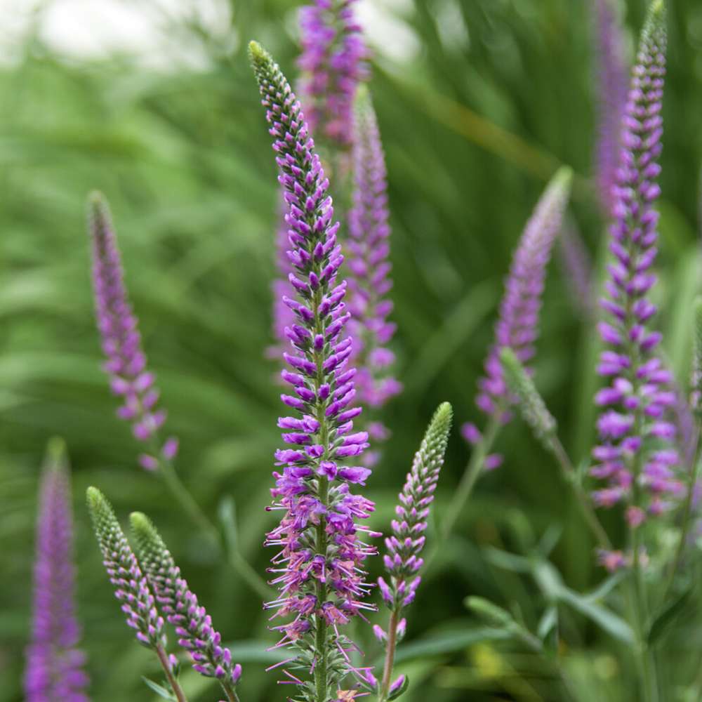 Langbladet Ærenpris 'Eveline'